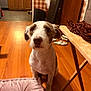 dog, pet, indoor, wooden_floor, kitchen, furniture, table, chair, floor_cushion, domestic, animal, brown_and_white, groomed, looking_up, ears, snout, eyes, waiting, cozy, home