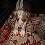 dog, carpet, indoor, animal, pet, fur, white, brown, pattern, floor, laying_down, paw, cute, resting, cozy, shadow, home, quiet, calm, expression