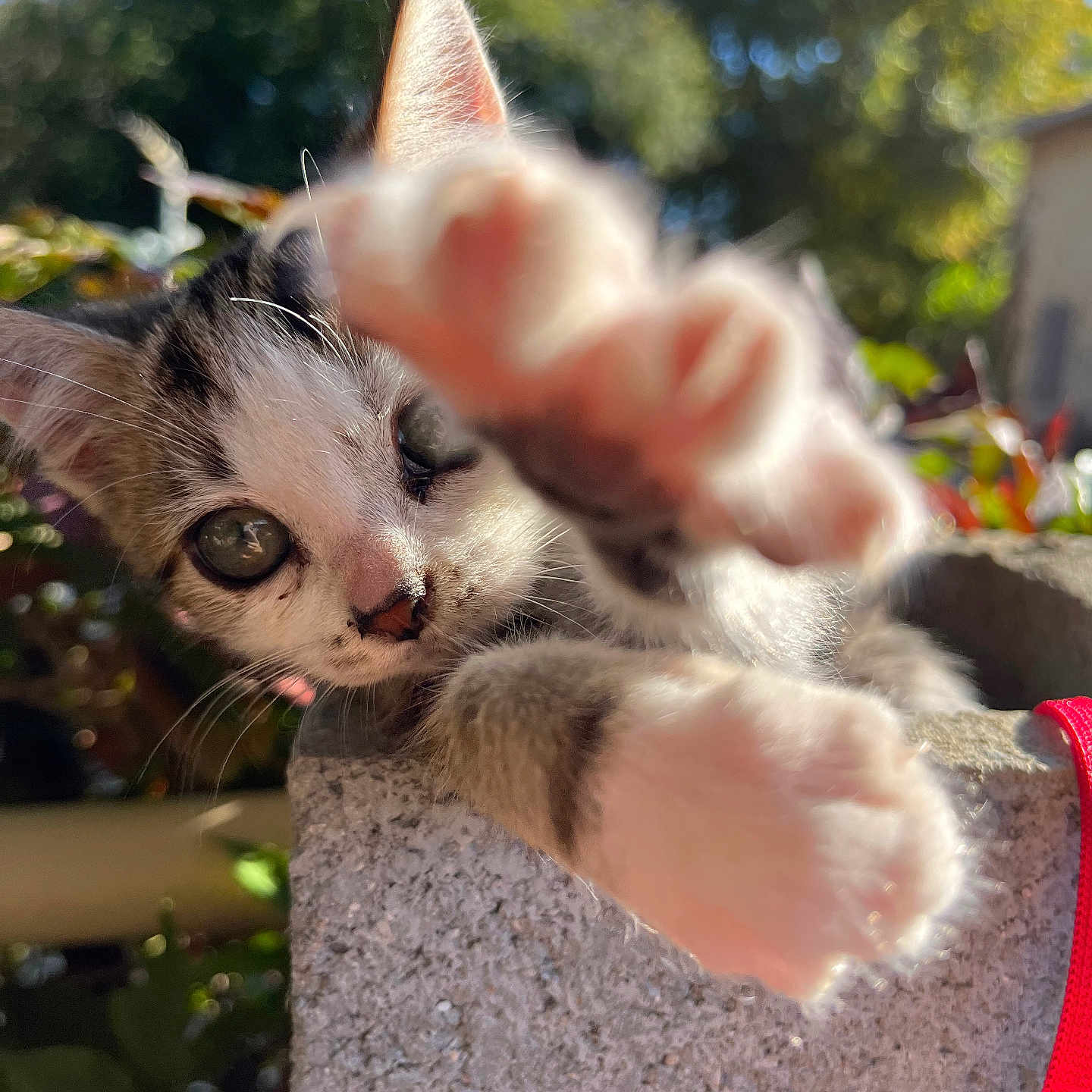 Junior participe au concours pour gagner de l'argent avec cette photo : animal, blue_sky, cat, closeup, curious, cute, daylight, ears, feline, greenery, kitten, nature, outdoor, paw, pet, playing, stone, sunlight, whiskers, young