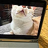 Peregrin Took joined the competition — help win amazing prizes! cat, tablet, screen, close_up, indoor, curious, ginger_cat, technology, digital_display, wooden_furniture, pet, whiskers, face, animal, domestic, cozy, light, surface, background, tablet_case