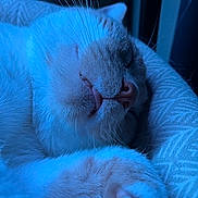 Peregrin Took joined the competition — help win amazing prizes! cat, sleeping, close_up, whiskers, fur, cozy, blue_light, resting, pet, animal, indoor, cushion, soft, relaxed, cute, mammal, face, nose, paw, quiet