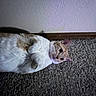 cat, orange_cat, white_cat, carpet, indoor, pet, feline, lying_down, curious, whiskers, ears, paws, home_interior, texture, wall, baseboard, fur, animal, cute, relaxed