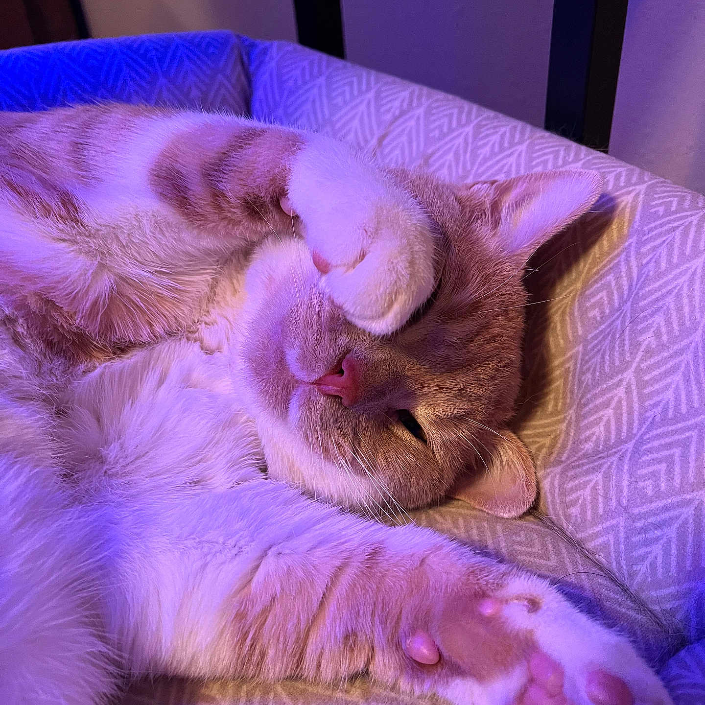 Peregrin Took is registered to the contest to win money with this photo: cat, pet, sleeping, paw, bed, cozy, feline, pink_nose, whiskers, fur, indoor, relaxed, closeup, cute, animal, resting, purple_light, soft_texture, comfort, domestic