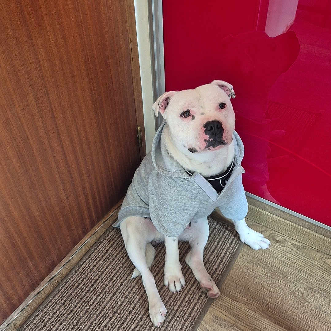 Occhi joined the competition — help win amazing prizes! animal, bostonbull, boxer, bulldog, canine, dog, door, doormat, frenchbulldog, hardwood, hound, indoors, interiordesign, mat, pet, pitbull, plywood, puppy, whitedog, wood