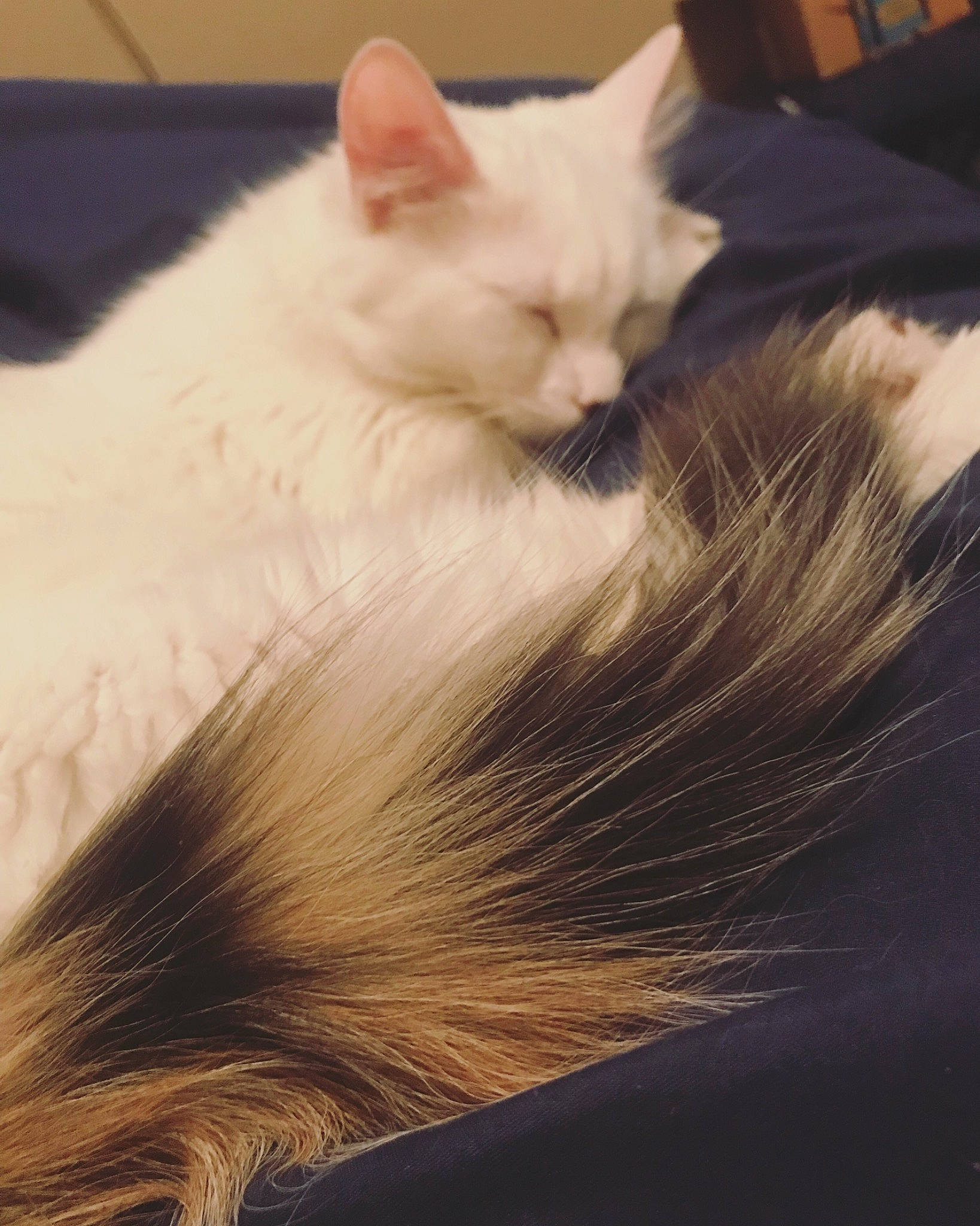 Pearlita is registered to the contest to win money with this photo: carnivore, cat, colorpoint_shorthair, domestic_long_haired_cat, ear, fawn, felidae, fur, khao_manee, kitten, maine_coon, mammal, norwegian_forest_cat, sky, small_to_medium_sized_cats, tail, turkish_angora, turkish_van, whiskers