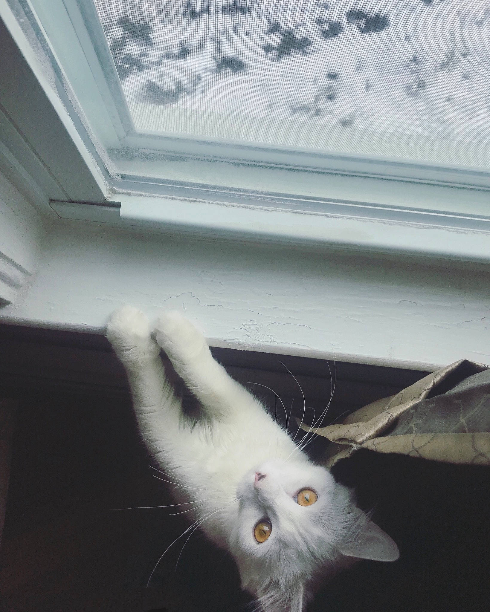 Pearlita is registered to the contest to win money with this photo: aegean_cat, burmilla, carnivore, cat, domestic_long_haired_cat, felidae, fur, persian, small_to_medium_sized_cats, tail, turkish_angora, turkish_van, whiskers, white, window