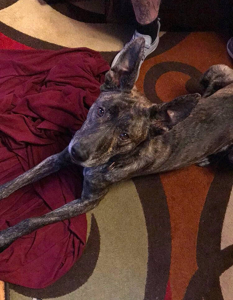 Gumbo joined the competition — help win amazing prizes! american_staghound, canidae, carnivore, dog, dog_breed, galgo_espanol, greyhound, hortaya_borzaya, lurcher, magyar_agar, scottish_deerhound, sighthound, sloughi, whippet