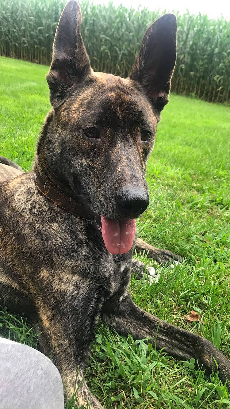 Gumbo is registered to the contest to win money with this photo: alano_espanol, alaunt, canidae, carnivore, cimarron_uruguayo, dog, dog_breed, dogo_sardesco, dutch_shepherd_dog, formosan_mountain_dog, kai_ken, mammal, rare_breed_dog, treeing_tennessee_brindle, vertebrate