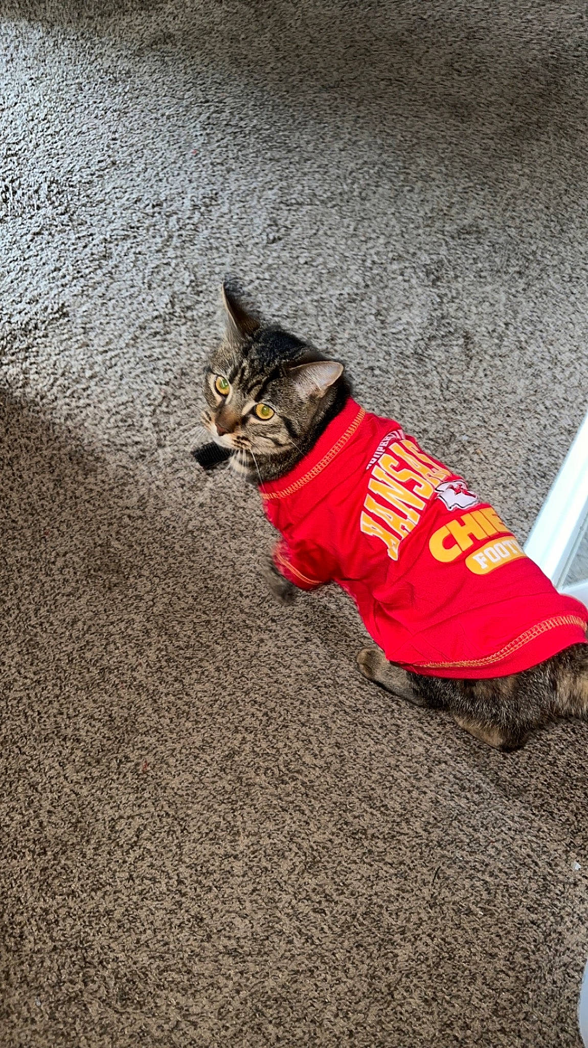 Snooki is registered to the contest to win money with this photo: asphalt, carmine, carnivore, cat, collar, cone, dog, dog_breed, dog_clothes, dog_supply, felidae, flooring, foot, human_leg, paw, road, road_surface, small_to_medium_sized_cats, tail, tar