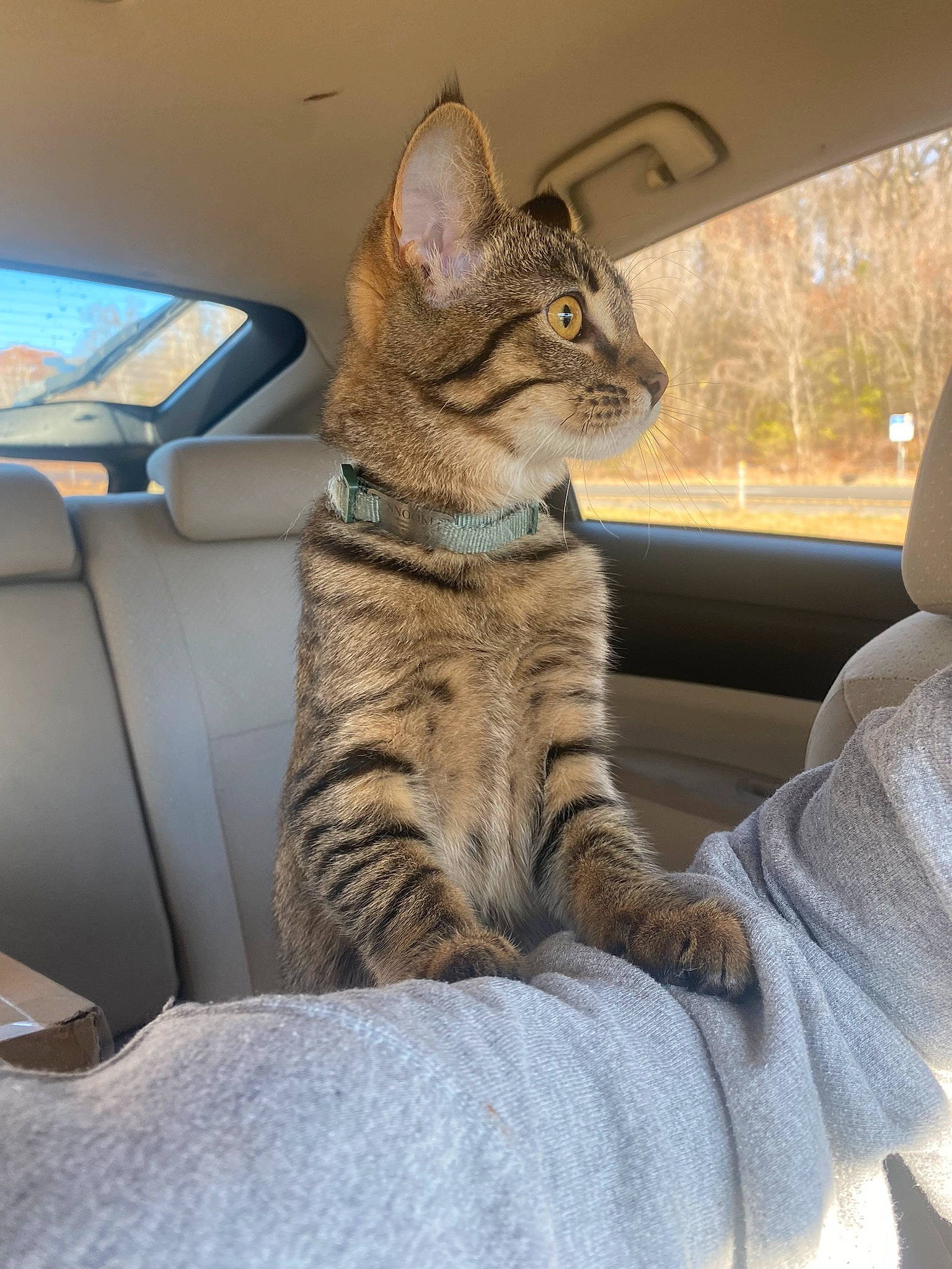 Snooki is registered to the contest to win money with this photo: auto_part, automotive_exterior, car, car_seat, carnivore, cat, comfort, domestic_short_haired_cat, door, felidae, fur, small_to_medium_sized_cats, snout, tail, tree, vehicle, vehicle_door, whiskers, window, windshield
