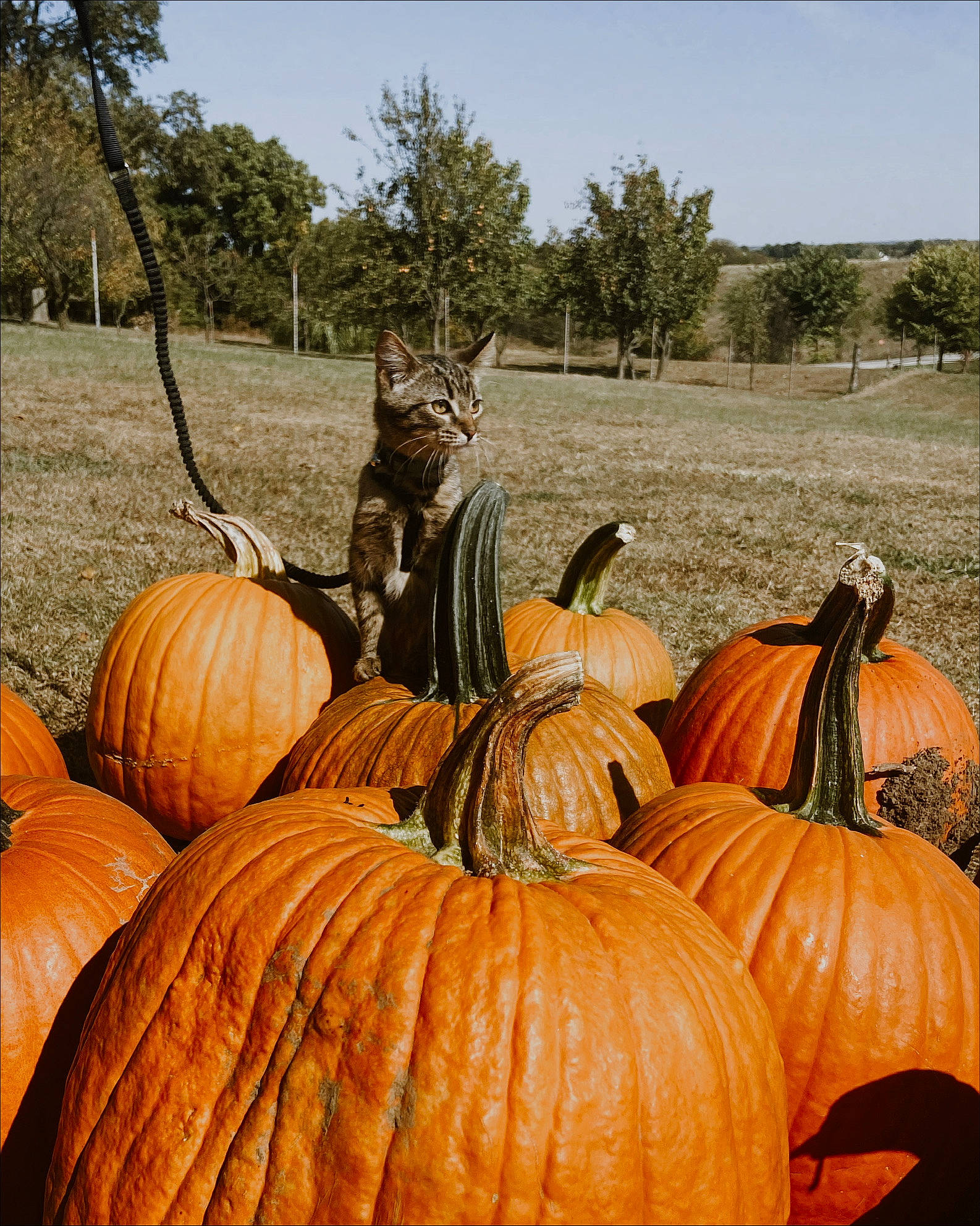 Snooki joined the competition — help win amazing prizes! calabaza, cat, cucurbita, food, fruit, gourd, grass, leaf, local_food, natural_foods, nature, plant, pumpkin, sky, squash, staple_food, tree, vegetable, whole_food, winter_squash