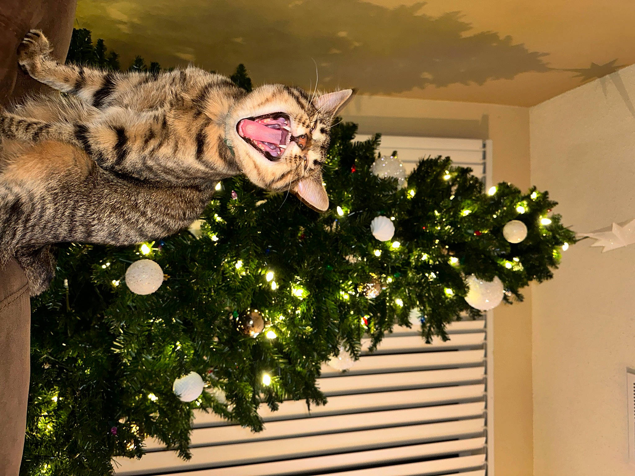 Snooki joined the competition — help win amazing prizes! big_cats, branch, carnivore, christmas, christmas_decoration, christmas_eve, christmas_ornament, christmas_tree, conifer, event, felidae, holiday, holiday_ornament, ornament, plant, small_to_medium_sized_cats, tail, tree, whiskers, wood