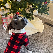 Birdie joined the competition — help win amazing prizes! animal, balloon, blanket, bostonbull, boxer, bulldog, canine, christmas, christmasdecorations, christmastree, conifer, dog, festival, frenchbulldog, hound, pet, plant, pottedplant, puppy, tree