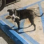 dog, animal, parking_lot, concrete, blue_lines, outdoor, pet, canine, standing, black_and_white, tail, pavement, curious, sidewalk, night, shadow, vehicle, wheel, background, spot