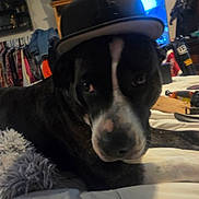 Lola joined the competition — help win amazing prizes! animal, baseball_cap, bed, black_and_white, blanket, canine, casual, clothing, curious, dog, domestic_animal, furniture, hat, indoor, looking, mammal, pet, relaxing, resting, room