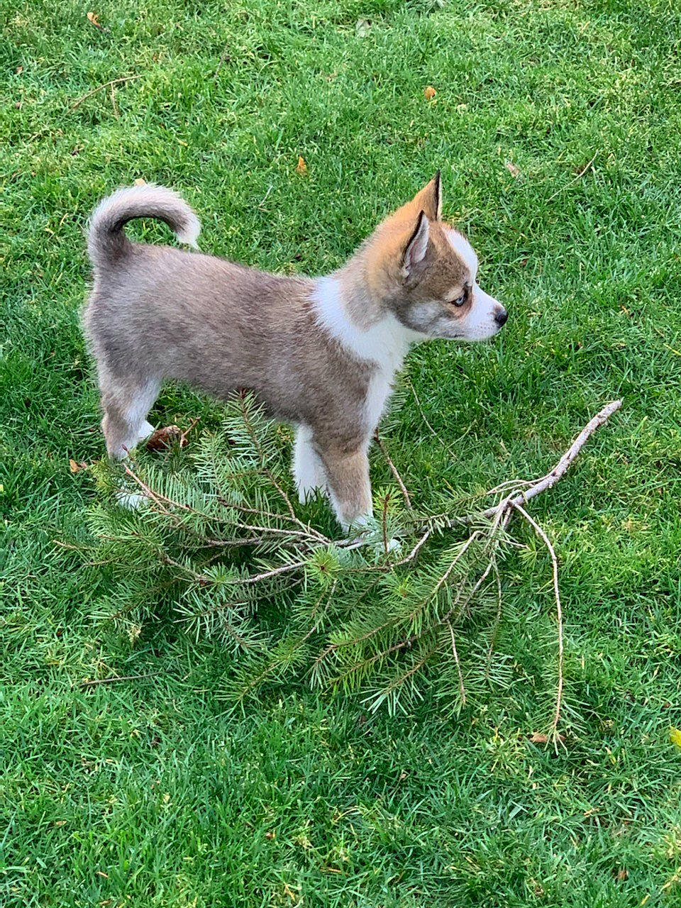 Jorgie joined the competition — help win amazing prizes! canidae, carnivore, companion_dog, dog_breed, felidae, grass, groundcover, natural_landscape, non_sporting_group, plant, small_to_medium_sized_cats, snout, sporting_group, tail, terrestrial_animal, whiskers