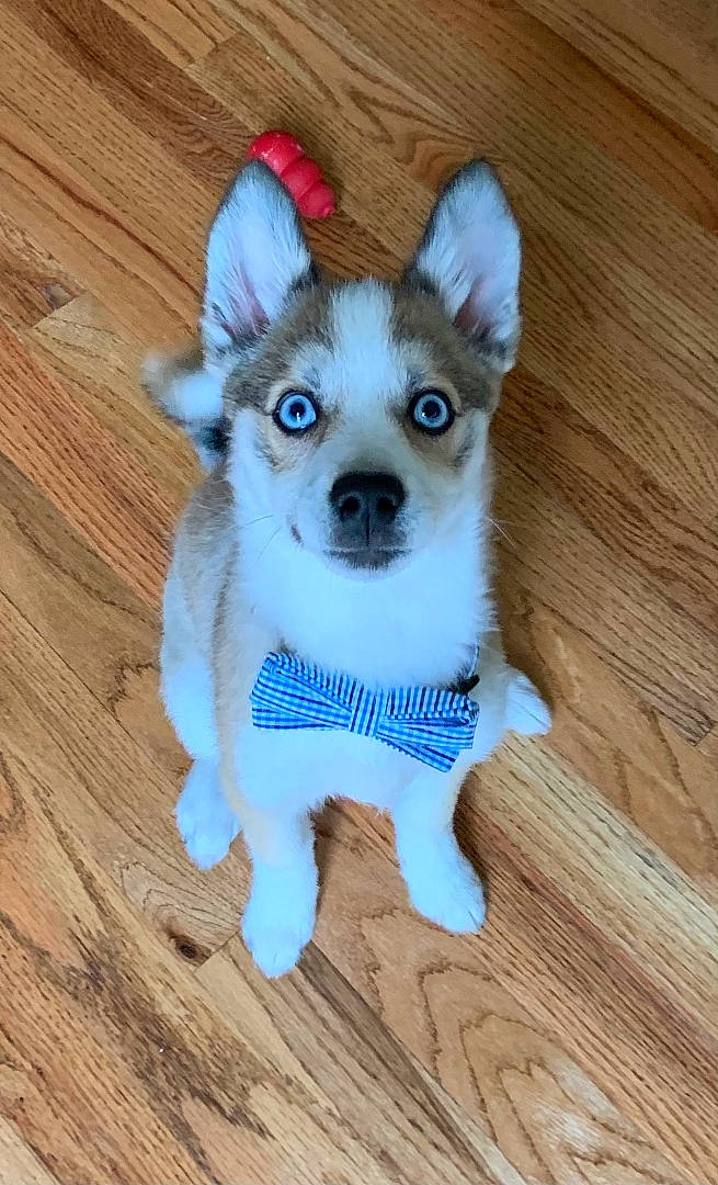 Jorgie joined the competition — help win amazing prizes! carnivore, companion_dog, dog, dog_breed, dog_supply, electric_blue, eye, fawn, flooring, hardwood, head, pet_supply, snout, sporting_group, tail, toy_dog, whiskers, wood, wood_stain, working_animal