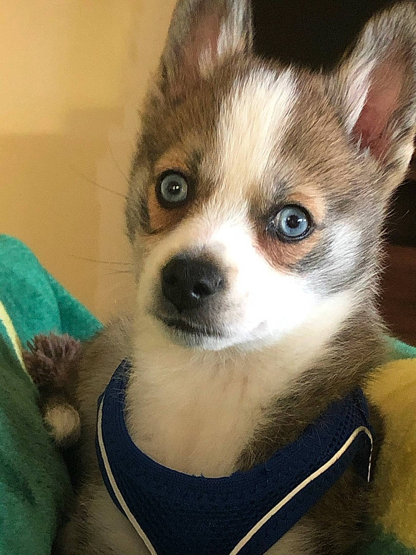 Jorgie is registered to the contest to win money with this photo: canidae, carnivore, companion_dog, corgi_chihuahua, dog, dog_breed, ear, eye, eyelash, fawn, fur, iris, jaw, non_sporting_group, snout, sporting_group, terrestrial_animal, toy_dog, whiskers, working_animal