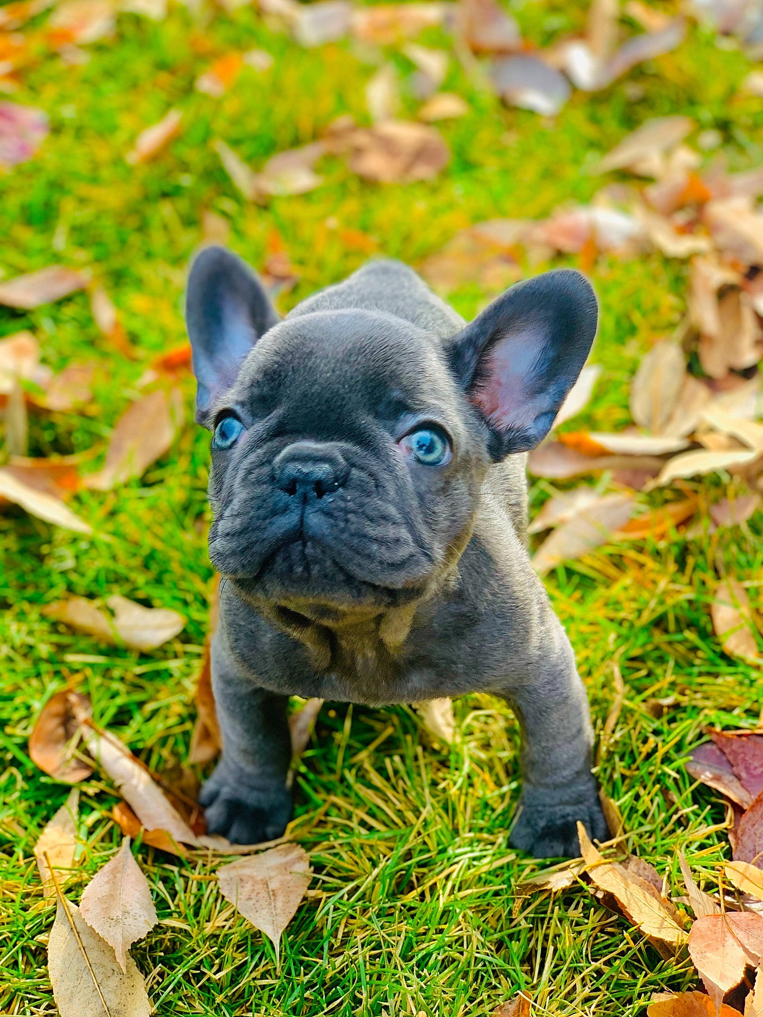 Bronx joined the competition — help win amazing prizes! art, bulldog, carnivore, companion_dog, dog, dog_breed, fawn, french_bulldog, garden, grass, grassland, groundcover, plant, sculpture, snout, soil, terrestrial_animal, toy_dog, whiskers, working_animal