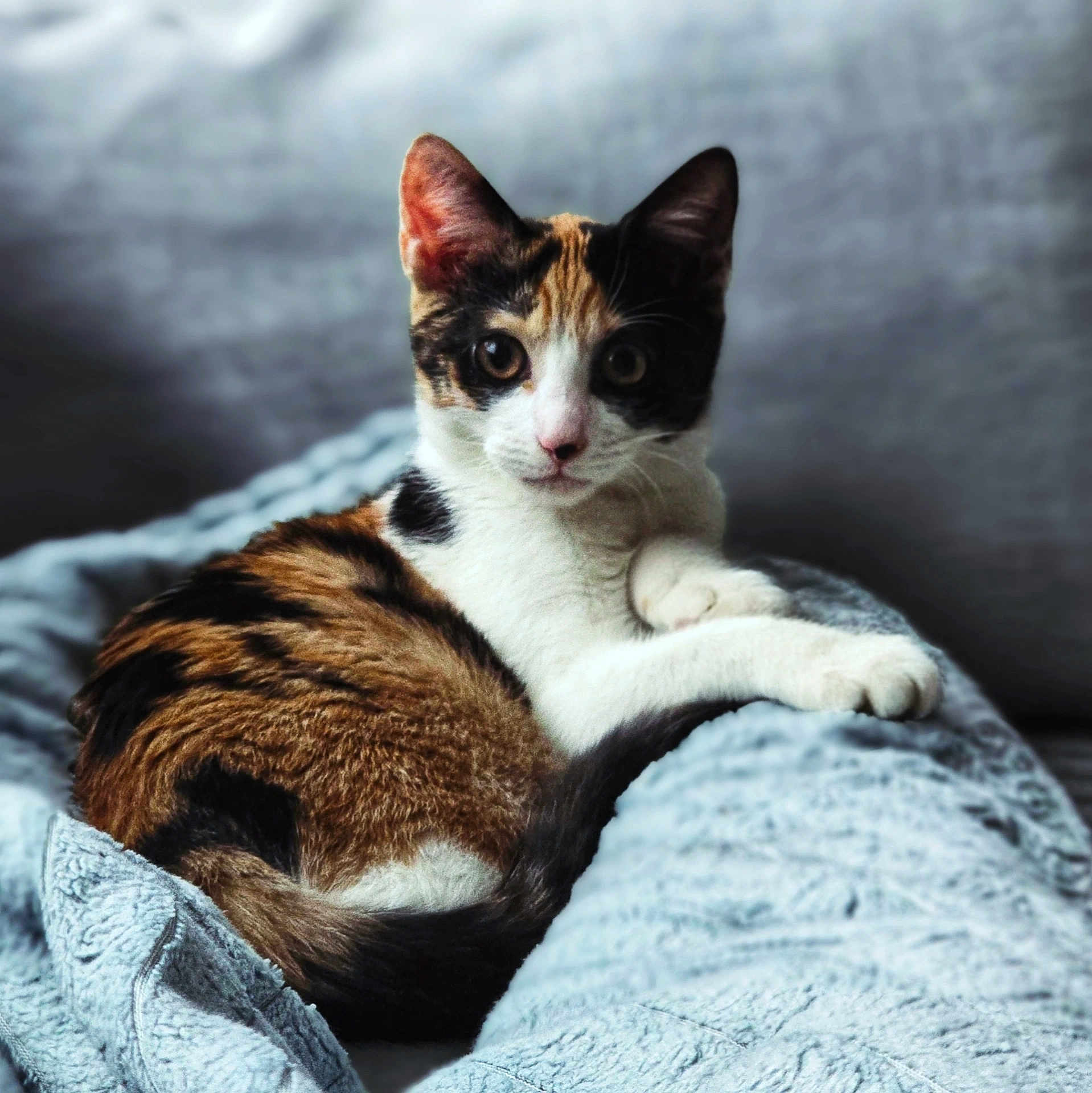 Tina participe au concours pour gagner de l'argent avec cette photo : cat, tri_color_cat, pet, animal, fur, whiskers, ears, eyes, paws, blanket, gray_blanket, indoor, cozy, relaxed, feline, cute, soft_texture, resting, closeup, portrait