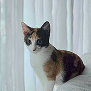 Tina participe au concours pour gagner de l'argent avec cette photo : cat, calico, pet, animal, feline, indoor, curtains, window, soft_light, fur, white, orange, black, domestic_cat, sitting, cute, portrait, looking_away, cozy, home