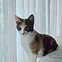 cat, calico, pet, animal, feline, indoor, curtains, window, soft_light, fur, white, orange, black, domestic_cat, sitting, cute, portrait, looking_away, cozy, home