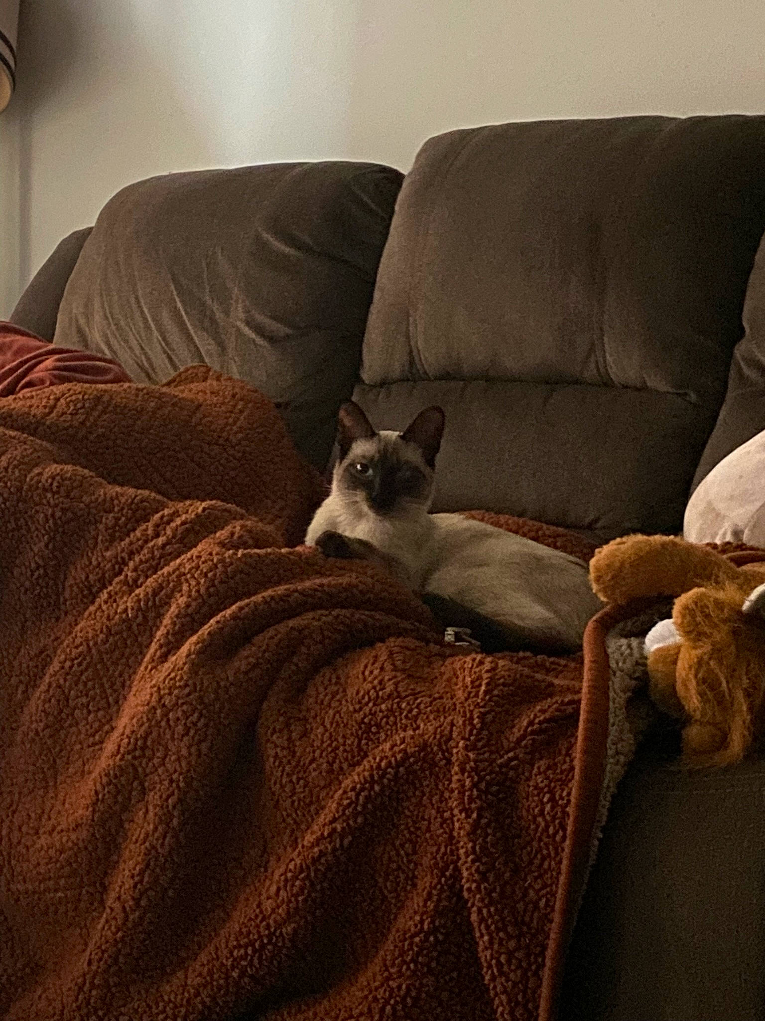 Elliot joined the competition — help win amazing prizes! brown, carnivore, cat, comfort, companion_dog, couch, felidae, flooring, furniture, grey, hardwood, linens, living_room, pillow, room, small_to_medium_sized_cats, studio_couch, tints_and_shades, whiskers, wood