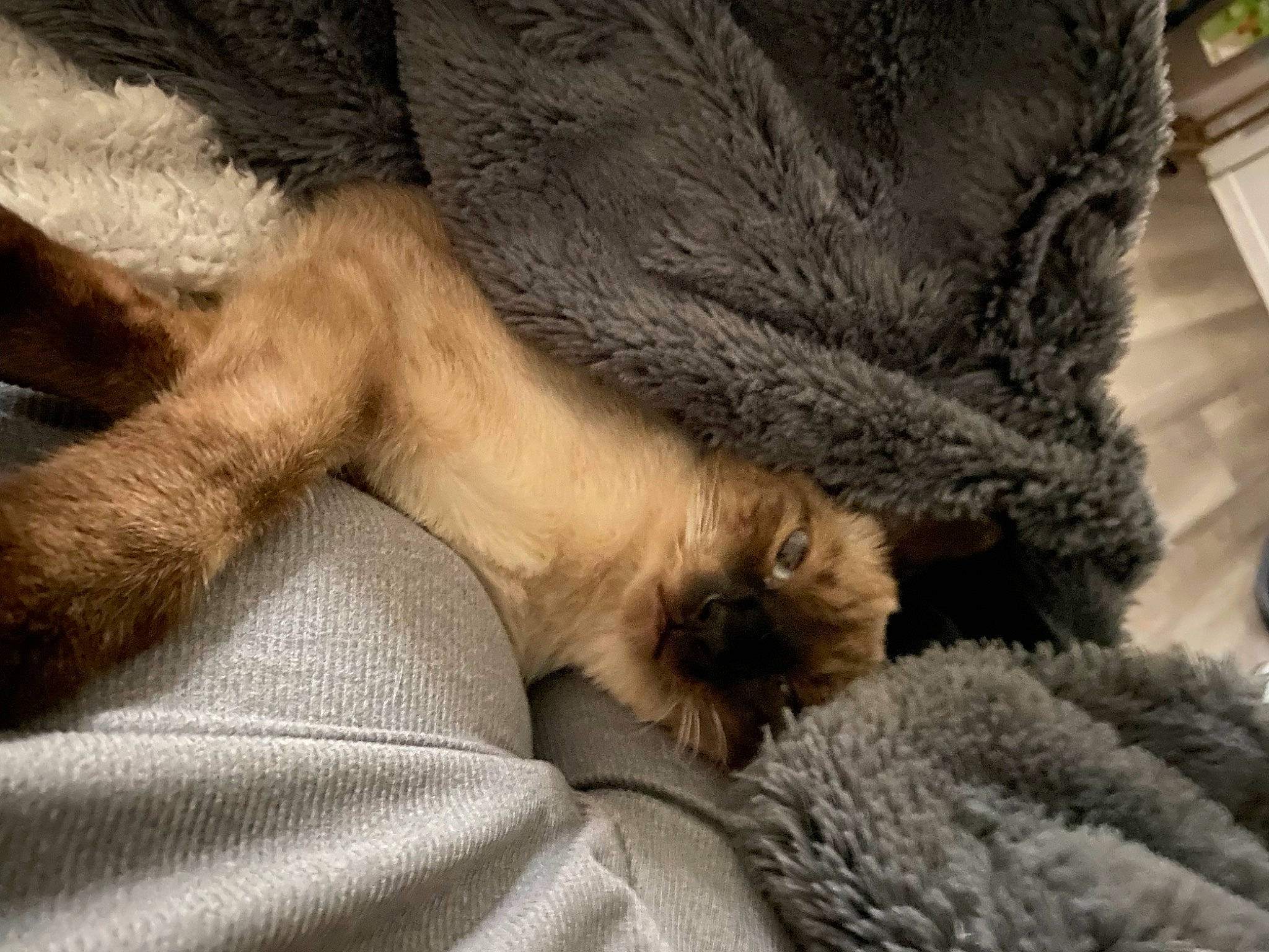 Elliot joined the competition — help win amazing prizes! canidae, carnivore, claw, comfort, companion_dog, dog, dog_breed, fawn, felidae, foot, fur, gesture, human_leg, nap, paw, small_to_medium_sized_cats, snout, sporting_group, terrestrial_animal, whiskers