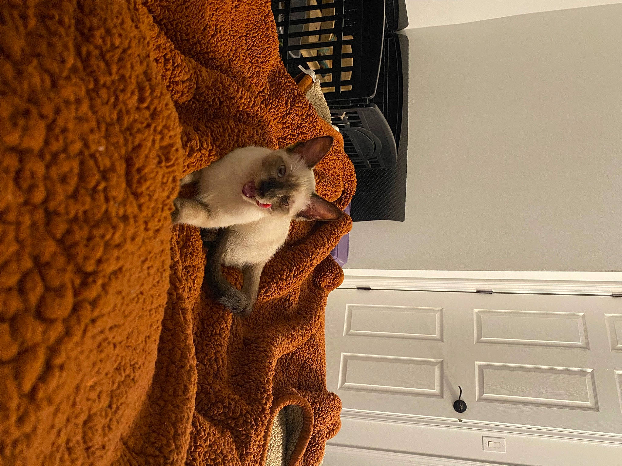 Elliot is registered to the contest to win money with this photo: cabinetry, carnivore, cat, ceiling, comfort, door, fawn, felidae, flooring, grey, hardwood, home_door, room, shelf, small_to_medium_sized_cats, tail, textile, whiskers, wood, wood_stain