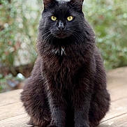 Tempo participe au concours pour gagner de l'argent avec cette photo : animal, black_cat, cat, close_up, cute, ears, feline, fluffy, fur, greenery, looking_at_camera, mammal, nature, outdoor, pet, portrait, sitting, whiskers, wooden_deck, yellow_eyes