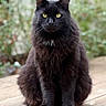 animal, black_cat, cat, close_up, cute, ears, feline, fluffy, fur, greenery, looking_at_camera, mammal, nature, outdoor, pet, portrait, sitting, whiskers, wooden_deck, yellow_eyes