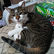 Shug is registered to the contest to win money with this photo: cat, tabby_cat, indoor, chair, patterned_fabric, mountain_dew_box, fan, paws, collar, pet, feline, resting, domestic_animal, fur, tail, whiskers, eyes, nose, comfort, household