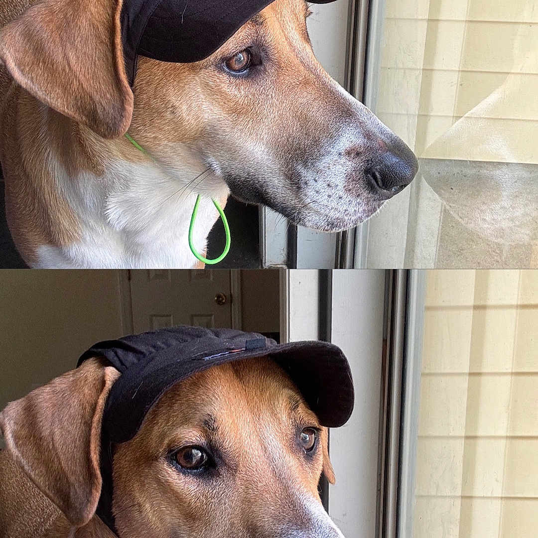 Billy joined the competition — help win amazing prizes! accessories, animal, baseballcap, beagle, canine, cap, clothing, dog, door, earring, hat, hound, jewelry, labradorretriever, leash, livestock, pet, sheep, snout, strap