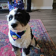 Caden is registered to the contest to win money with this photo: animal, bandana, black_and_white, colorful, crown, cute, decor, dog, domestic, floor, fluffy, furniture, household, indoor, pet, photo_frames, playful, portrait, rug, sitting