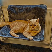 Pablo joined the competition — help win amazing prizes! cat, orange_cat, pet, indoor, furniture, plush, seat_cover, collar, bell, carpet, radiator, relaxed, animal, cozy, resting, fur, whiskers, ears, paw, looking