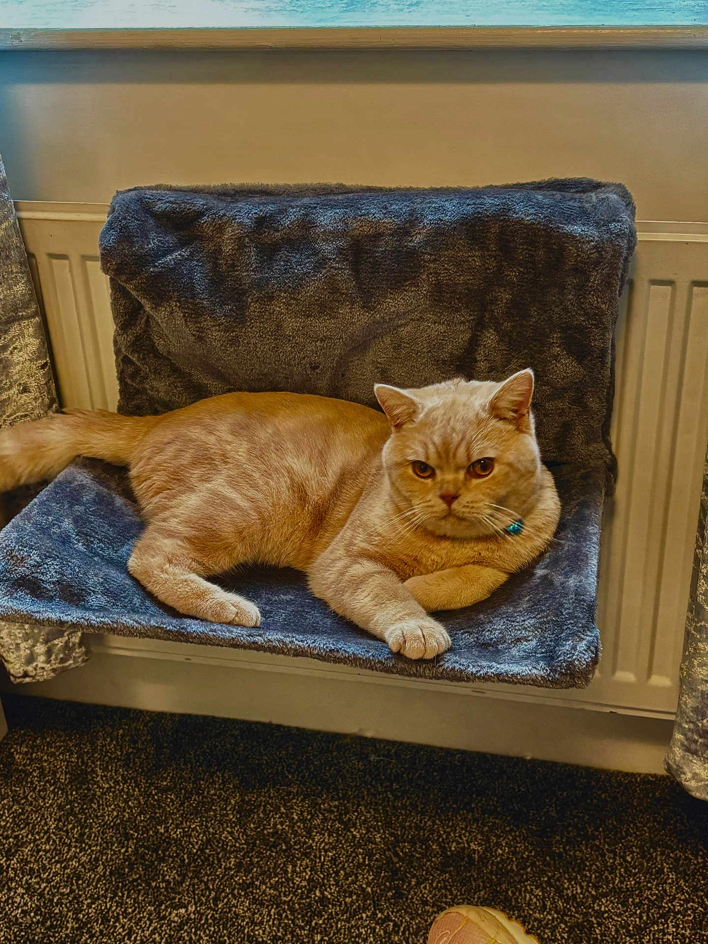 Pablo joined the competition — help win amazing prizes! cat, orange_cat, pet, indoor, furniture, plush, seat_cover, collar, bell, carpet, radiator, relaxed, animal, cozy, resting, fur, whiskers, ears, paw, looking
