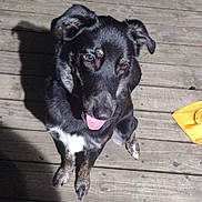 Skye is registered to the contest to win money with this photo: animal, black_dog, brown_spots, cleaning_bottle, dog, domestic_animal, ears, grass, looking_up, night, orange_cloth, outdoor, pet, playful, shadow, sitting, tongue_out, white_patch, wood_planks, wooden_deck