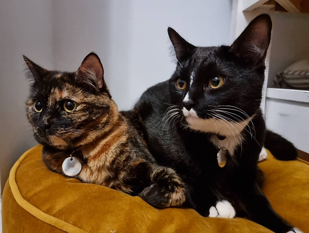 Casper joined the competition — help win amazing prizes! box, carnivore, cat, cat_furniture, claw, comfort, domestic_short_haired_cat, felidae, fur, paw, sitting, small_to_medium_sized_cats, snout, tail, tree, whiskers