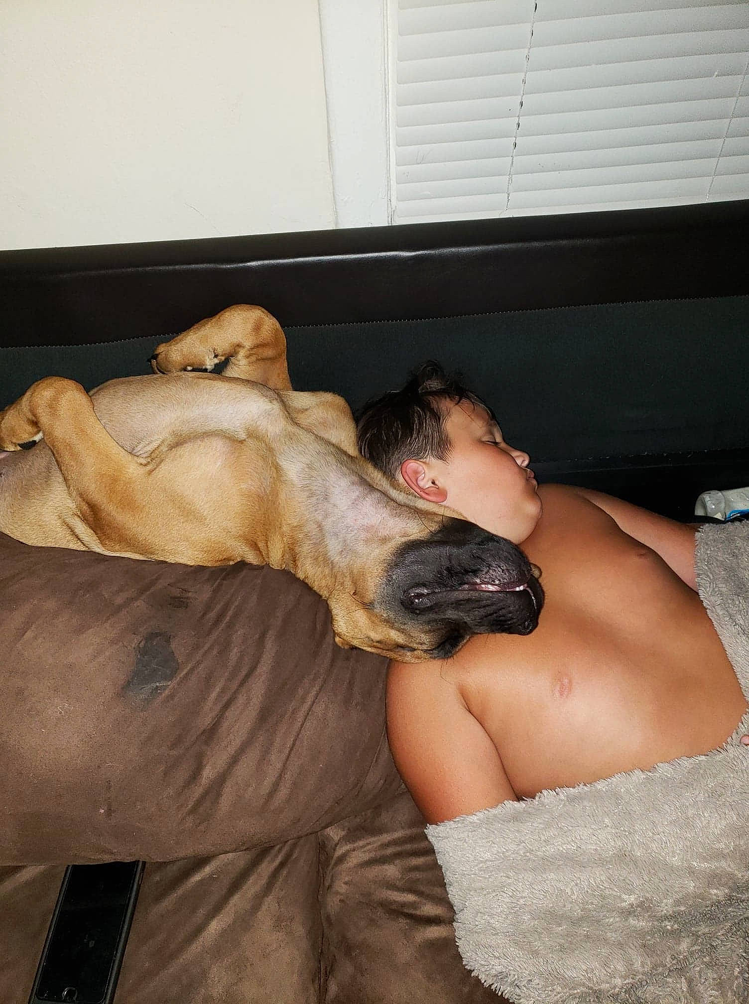Bandit is registered to the contest to win money with this photo: black_hair, bullmastiff, canidae, carnivore, fawn, guard_dog, leg, muscle