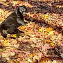 Maybelle is registered to the contest to win money with this photo: animal, autumn, canine, dog, face, grass, grove, head, hound, land, leaf, nature, person, pet, photography, plant, portrait, puppy, tree, vegetation