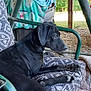 Maybelle joined the competition — help win amazing prizes! adult, animal, architecture, blanket, canine, chair, dog, female, furniture, grass, greatdane, hound, outdoors, person, pet, plant, playarea, pointer, puppy, woman