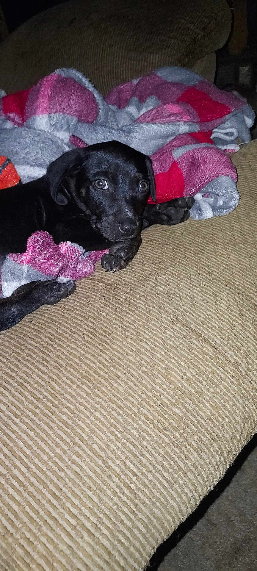 Maybelle