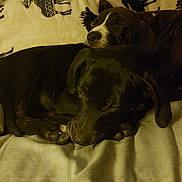 Carter is registered to the contest to win money with this photo: animal, bed, bedroom, blanket, bulldog, canine, couch, dog, furniture, homedecor, hound, indoors, labradorretriever, linen, person, pet, puppy, quilt, room, sleeping