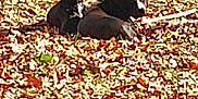 Carter is registered to the contest to win money with this photo: animal, backyard, ball, bucket, canine, dog, grass, hound, nature, outdoors, pet, plant, puppy, soil, sport, summer, tennis, tennisball, tree, yard