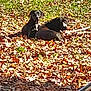 animal, backyard, ball, bucket, canine, dog, grass, hound, nature, outdoors, pet, plant, puppy, soil, sport, summer, tennis, tennisball, tree, yard
