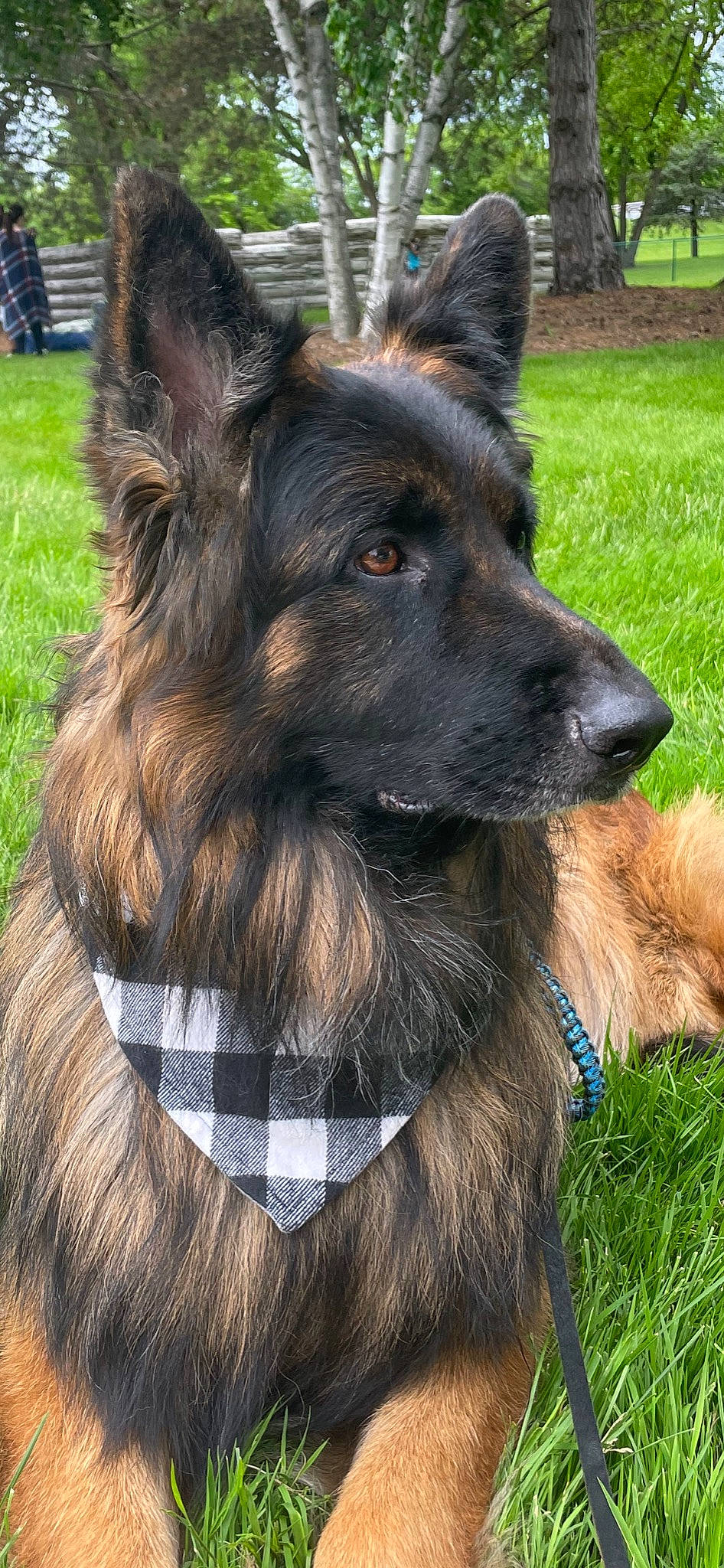 Zar is registered to the contest to win money with this photo: carnivore, collar, companion_dog, dog, dog_breed, dog_collar, east_european_shepherd, fawn, fur, german_shepherd_dog, grass, herding_dog, king_shepherd, liver, mammal, old_german_shepherd_dog, snout, sporting_group, vertebrate, working_animal