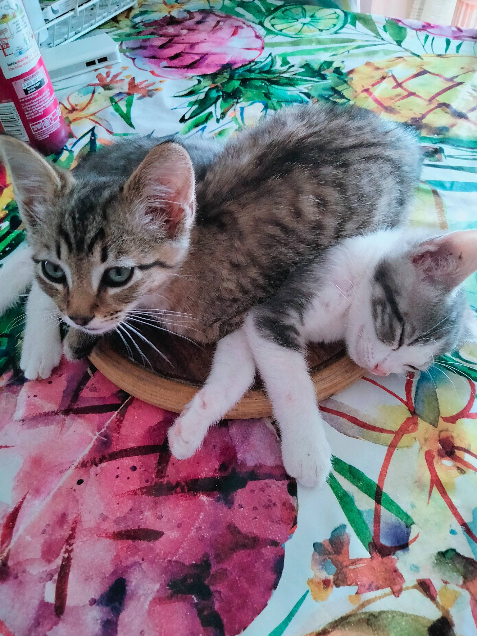 Tomtom Tigrou a rejoint le concours — aidez-le/la à gagner de superbes lots ! carmine, carnivore, cat, cat_supply, claw, comfort, domestic_short_haired_cat, fawn, felidae, fur, linens, pattern, paw, pet_supply, pink, small_to_medium_sized_cats, snout, tail, whiskers