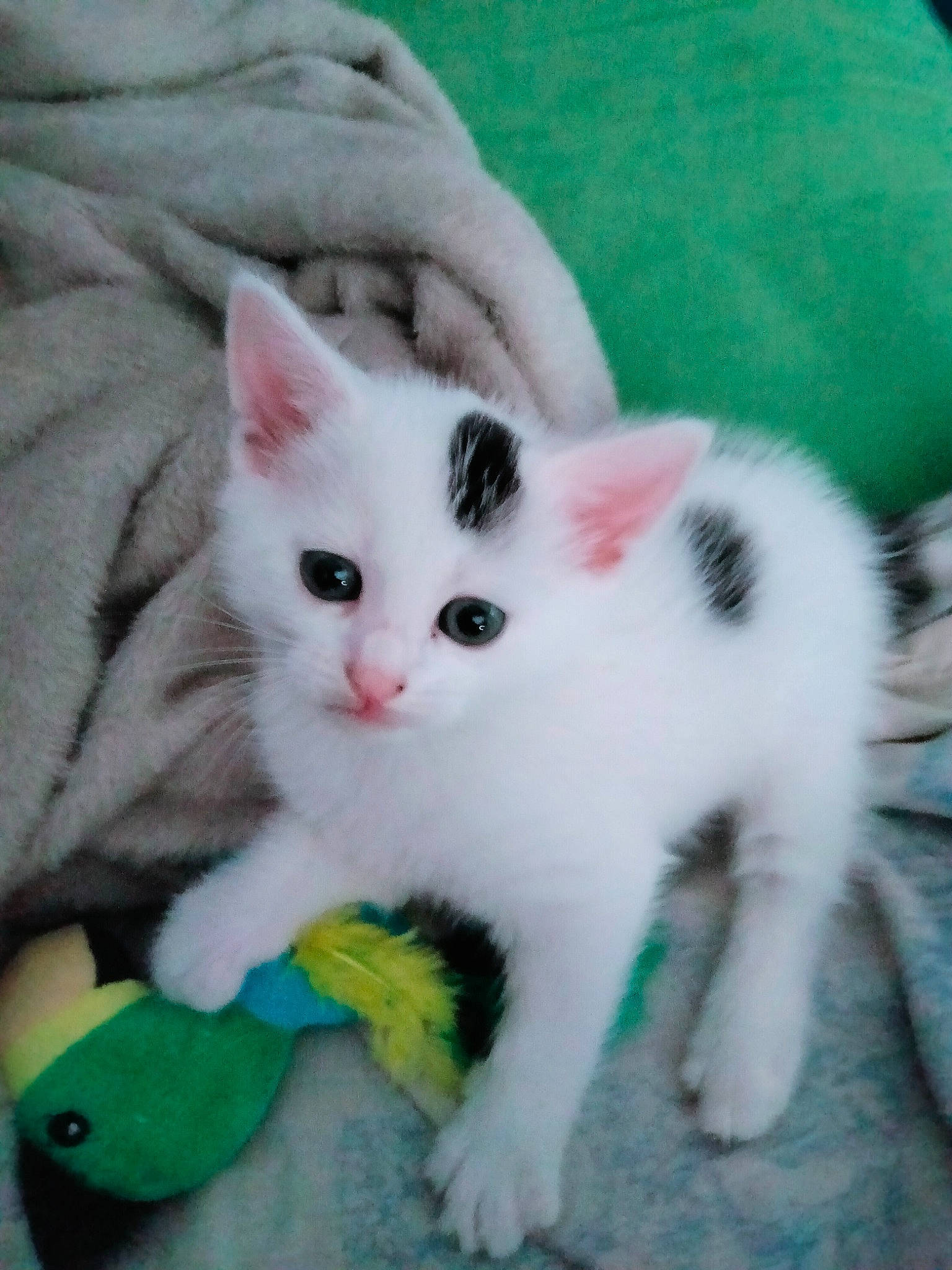 Pinceau participe au concours pour gagner de l'argent avec cette photo : carnivore, cat, cat_toy, claw, comfort, domestic_short_haired_cat, fawn, felidae, fur, paw, small_to_medium_sized_cats, snout, tail, whiskers