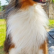 Taïko participe au concours pour gagner de l'argent avec cette photo : dog, shetland_sheepdog, outdoor, sunlight, grass, stone, fur, fluffy, pet, animal, canine, portrait, happy, nature, sky, ears, snout, sitting, leash, daytime