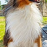 dog, shetland_sheepdog, outdoor, sunlight, grass, stone, fur, fluffy, pet, animal, canine, portrait, happy, nature, sky, ears, snout, sitting, leash, daytime